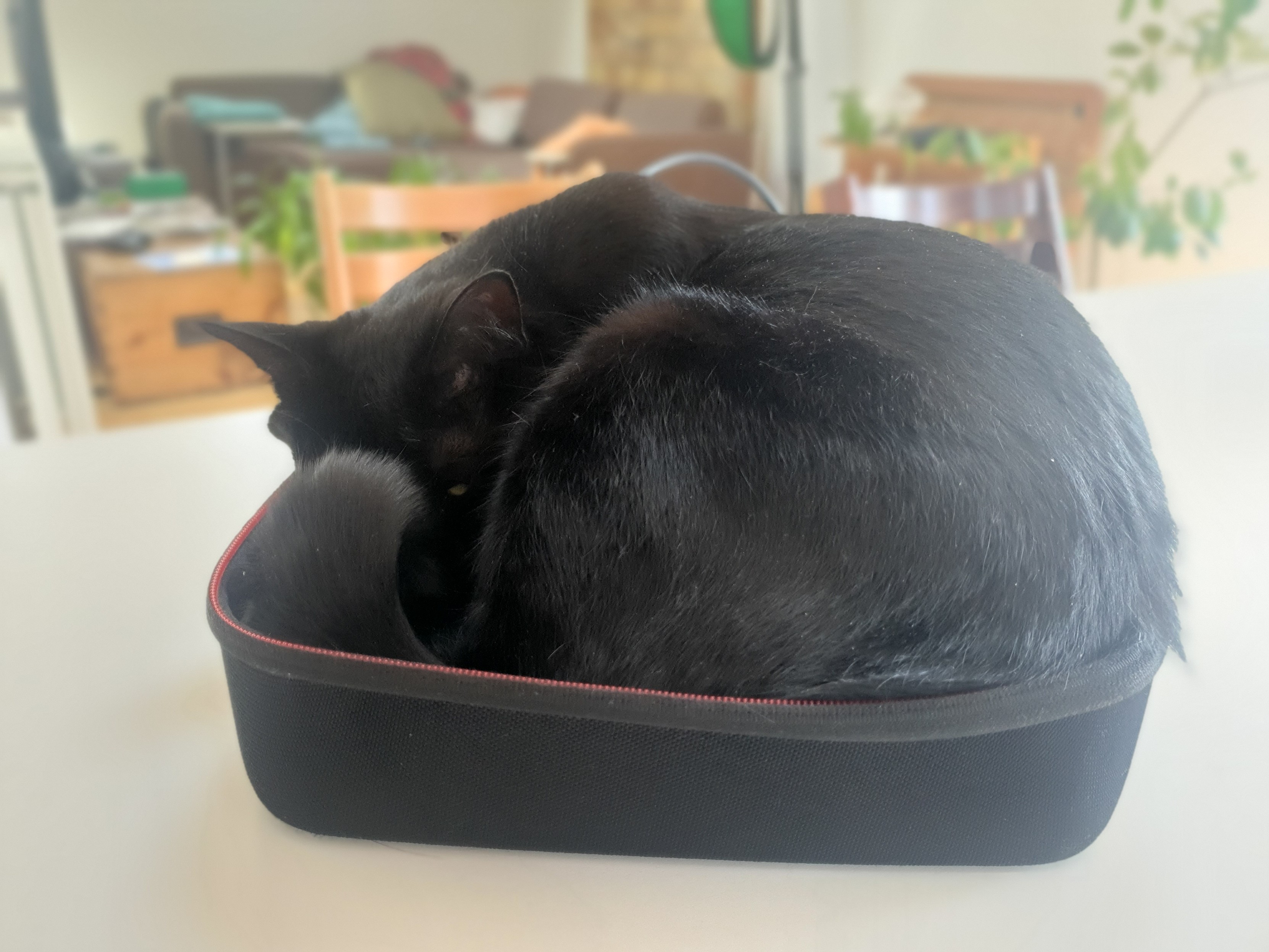 Black cat curled in an open black Nintendo Switch transport case lying on a white table. he is looking at us through an half closed yellow eye.  appartment background for artsy effects