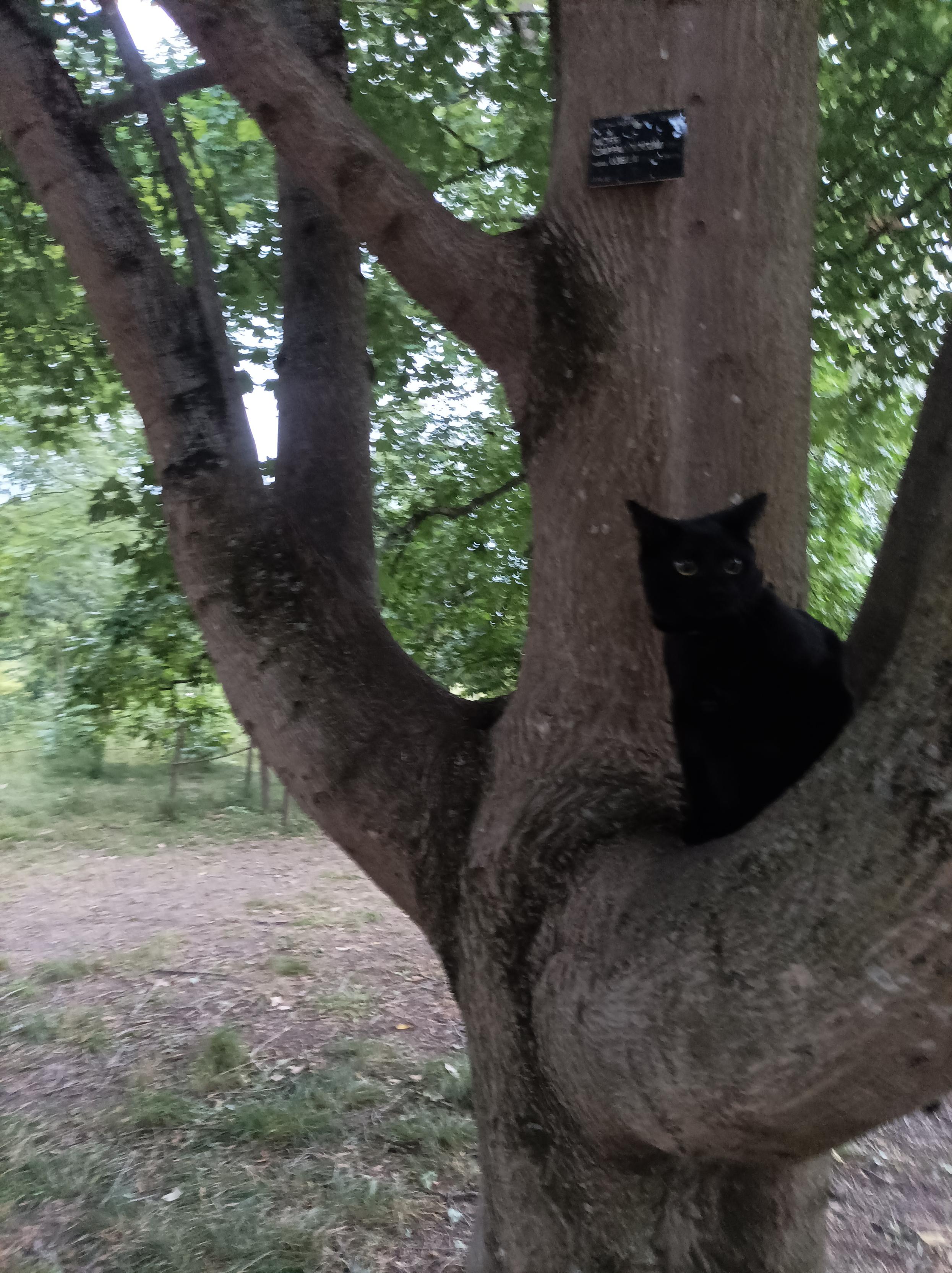black cat on the low branch of a tree,looking at you with green eyes